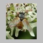 Muscidae sp - Echte Fliege 01a hsk.jpg